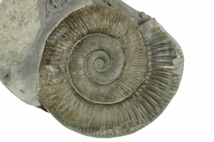 Jurassic Ammonite (Dactylioceras) Fossil - England #362493
